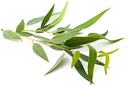 Eucalyptus